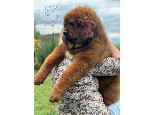 PoulaTo: Θιβετιανά κουτάβια Mastiff